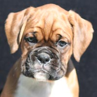 Boxer puppies - Dog Two, 7 weeks old.