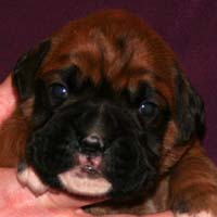 Boxer puppies - Dog Three, 15 days old.