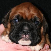 Boxer puppies - Dog Three, 21 days old.