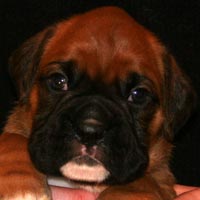 Boxer puppies - Dog Three, 26 days old.