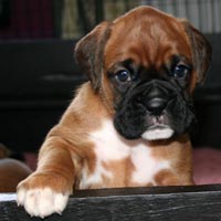 Boxer puppies - Dog Three, 30 days old.