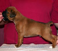 Boxer puppies - Dog Three, 26 days old.