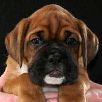 Boxer puppies - Dog Three, 6 weeks old.
