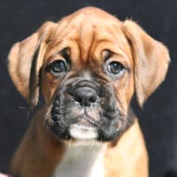 Boxer puppies - Dog Three, 7 weeks old.