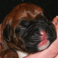 Boxer puppies - Dog Four, one day old.