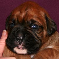 Boxer puppies - Dog Four, 15 days old.