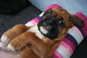 Boxer puppies - Dog Four, 31 days old.