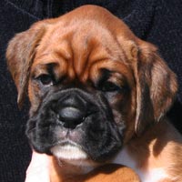 Boxer puppies - Dog Four, 36 days old.