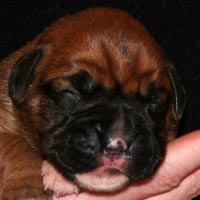 Boxer puppies - Dog Four, nine days old.