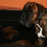 Boxer puppies - Dog Two, one day old.