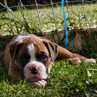 Boxer puppies - Fonzie Fonzarelli (Fonzie).