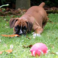 Boxer puppies - Ronin Tart N Tites (Danni), 7 weeks.