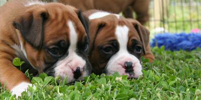Boxer puppies - Magnum and Donut.