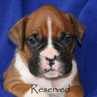 Boxer puppies - Ronin Finn Mccool (Finn), 4 weeks and 3 days.