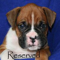 Boxer puppies - Ronin Finn Mccool (Finn), 5 weeks and 2 days.