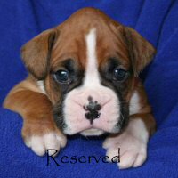 Boxer puppies - Ronin Enzo Ferrari (Enzo), 4 weeks and 3 days.