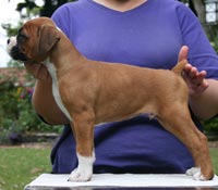 Boxer puppies - Ronin Enzo Ferrari (Enzo), 7 weeks.