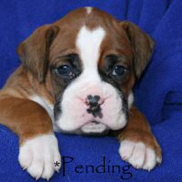 Boxer puppies - Donut, 4 weeks and 3 days.