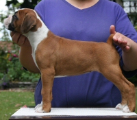 Boxer puppies - Donut, 7 weeks.