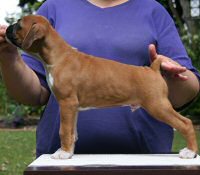 Boxer puppies - Ronin Finn Mccool (Finn), 7 weeks.