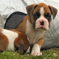 Boxer puppies - Fonzie Fonzarelli (Fonzie) and Ronin Too Faust Too Furious.