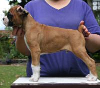Boxer puppies - Fonzie Fonzarelli (Fonzie), 7 weeks.