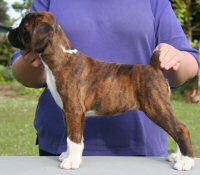 Boxer puppies - NZ & Aust Ch Ronin Sip of Scotch CGCB, 8 weeks.