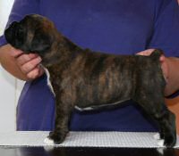 Boxer puppies - Ronin Wild Life, 4 weeks.