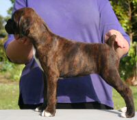 Boxer puppies - Ronin Wild Life, 8 weeks.