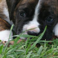 Boxer puppies - NZ & Aust Ch Ronin Sip of Scotch CGCB, 5 weeks.