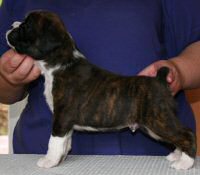 Boxer puppies - Dog one, 4 weeks.