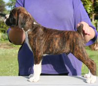 Boxer puppies - Dog one, 8 weeks.