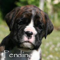 Boxer puppies - Dog one, 5 weeks.