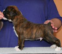 Boxer puppies - Dog two, 4 weeks.