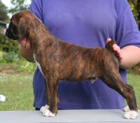 Boxer puppies - Dog two, 8 weeks.