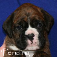 Boxer puppies - Dog two, 4 weeks.