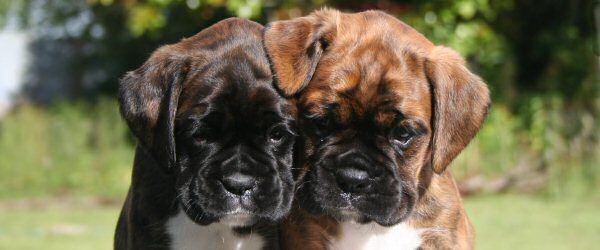 Dark faced boxer puppies.