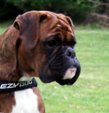 Boston at 7 months old
